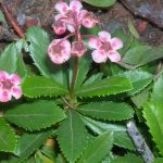 Wintergreen (iarbă umbrelă) descrierea și proprietățile medicinale ale plantei, fotografie