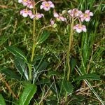 Wintergreen (ernyőfű) leírása és gyógynövény tulajdonságai, fotó