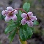 Wintergreen (ernyőfű) leírása és gyógynövény tulajdonságai, fotó