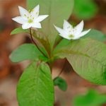 Wintergreen (iarbă umbrelă) descrierea și proprietățile medicinale ale plantei, fotografie