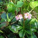 Wintergreen (iarbă umbrelă) descrierea și proprietățile medicinale ale plantei, fotografie