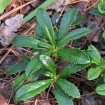 Wintergreen (ernyőfű) leírása és gyógynövény tulajdonságai, fotó