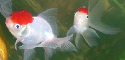 Goldfish de o homar (cap roșu) cum să conțină și să se reproducă într-un acvariu