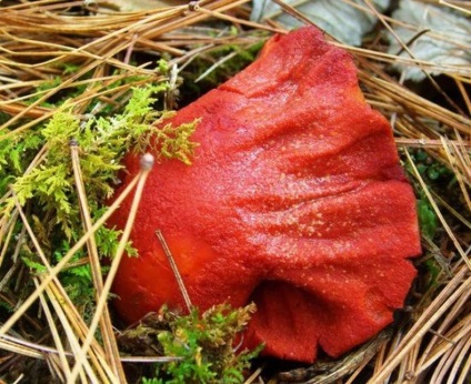 25 Cele mai neobișnuite tipuri de ciuperci