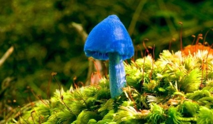 25 Cele mai neobișnuite tipuri de ciuperci