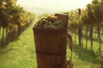 9 regiuni de vinuri celebre din Europa, rambler