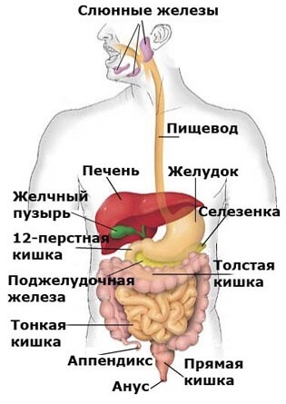 A belső szervek tünete