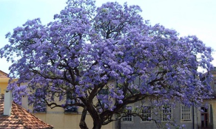 Arborele lui Adam (paulownia)