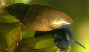 Aquarium Snail Fize Întreținere, îngrijire și reproducere