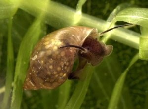 Aquarium Snail Fize Întreținere, îngrijire și reproducere