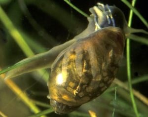 Aquarium Snail Fize Întreținere, îngrijire și reproducere