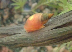 Aquarium Snail Fize Întreținere, îngrijire și reproducere