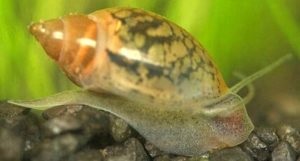 Aquarium Snail Fize Întreținere, îngrijire și reproducere