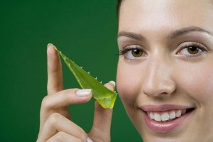 Aloe vera - proprietăți medicinale și contraindicații, aplicare externă, utilizare internă, cremă