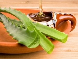 Aloe vera - proprietăți medicinale și contraindicații, aplicare externă, utilizare internă, cremă