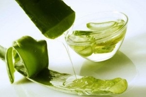 Aloe vera - proprietăți medicinale și contraindicații, aplicare externă, utilizare internă, cremă