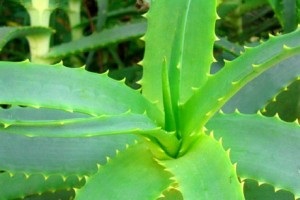 Aloe vera - proprietăți medicinale și contraindicații, aplicare externă, utilizare internă, cremă