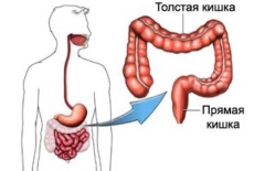 Anatomia sistemului digestiv - structura organelor din tractul digestiv