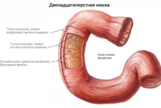 Anatomia sistemului digestiv - structura organelor din tractul digestiv