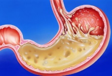 Anatomia sistemului digestiv - structura organelor din tractul digestiv