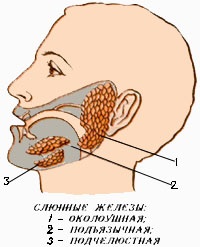 Anatomia sistemului digestiv - structura organelor din tractul digestiv