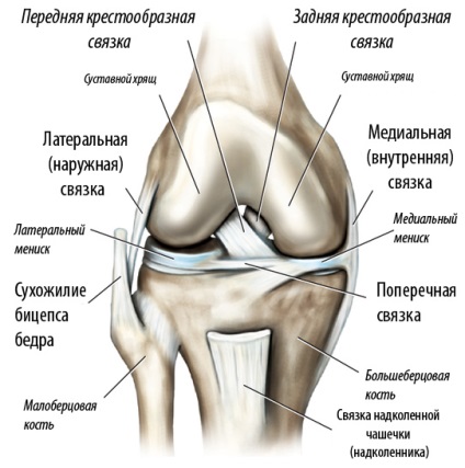 Anatomia ligamentelor articulației genunchiului