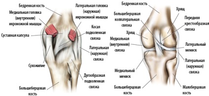 Anatomia ligamentelor articulației genunchiului