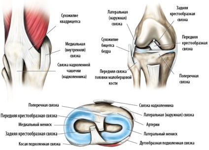 Anatomia ligamentelor articulației genunchiului