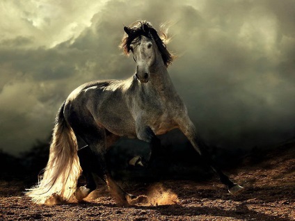 Cai arabi și andaluzi, prețul calului arab