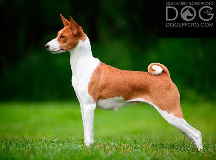 Basenji - Bassenji, Congo-terrier, câine Congo, nu câine de lătrat