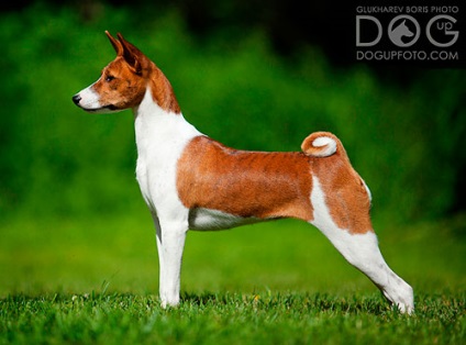 Basenji - Bassenji, Congo-terrier, câine Congo, nu câine de lătrat