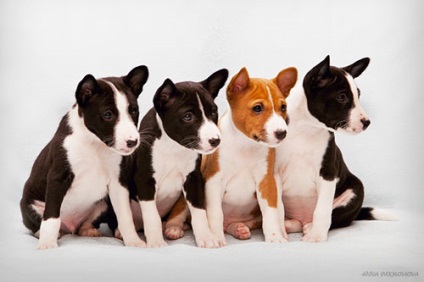 Basenji - Bassenji, Congo-terrier, câine Congo, nu câine de lătrat