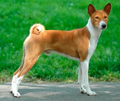 Basenji - Bassenji, Congo-terrier, câine Congo, nu câine de lătrat