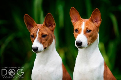 Basenji - Bassenji, Congo-terrier, câine Congo, nu câine de lătrat