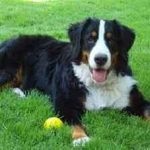 Bernese Mountain Dog foto, descrierea rasei, recenzii, preț, descriere, istoric de origine și