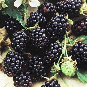 Balsship blackberry - plantarea și îngrijirea, alegerea soiurilor