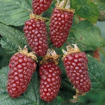Balsship blackberry - plantarea și îngrijirea, alegerea soiurilor