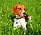 Beagle - îngrijire și conținut, bigley