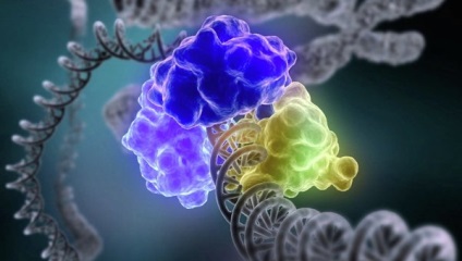 A biológusok felfedték a DNS létezésének fő titkát