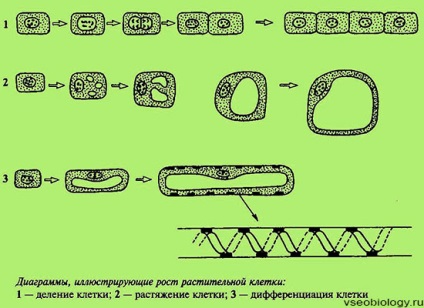 Biologie pentru elevi - 15