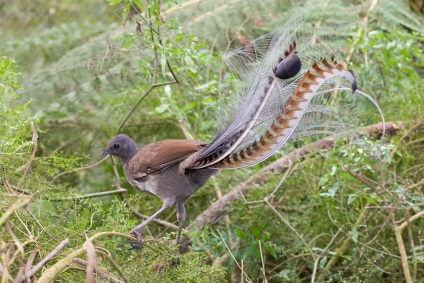 Egy nagy lyrebird, vagy egy nagy madárlíra