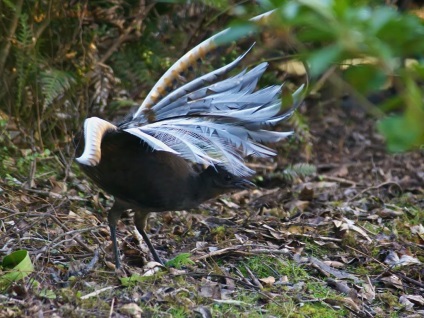 Egy nagy lyrebird, vagy egy nagy madárlíra