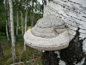 Ne luptăm cu ciuperci ciuperci din lemn - răspunsuri pe blog