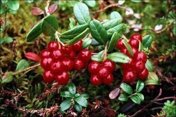 Cowberry - tratament cu frunze și fructe de pădure, tratament la domiciliu