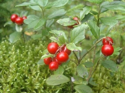 Cowberry - tratament cu frunze și fructe de pădure, tratament la domiciliu