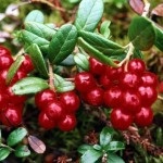 Cowberry cu diabet zaharat 2 tipuri de fructe de padure si frunze