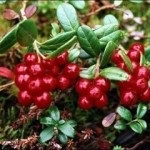 Cowberry cu diabet zaharat 2 tipuri de fructe de padure si frunze