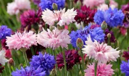 Buchete de albine, buchet de flori