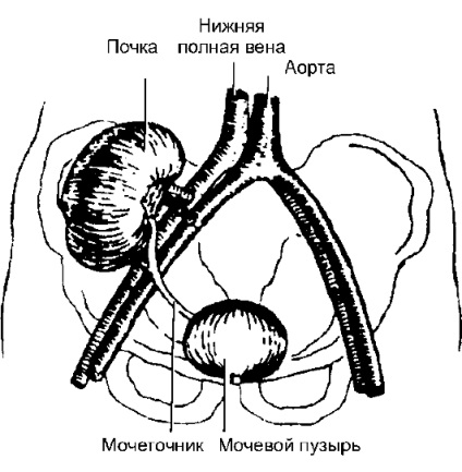 Tipuri particulare de transplanturi