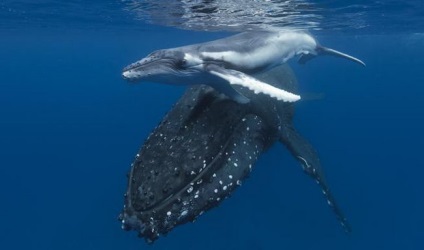 Ceea ce bate balena în aspectul și structura balenei